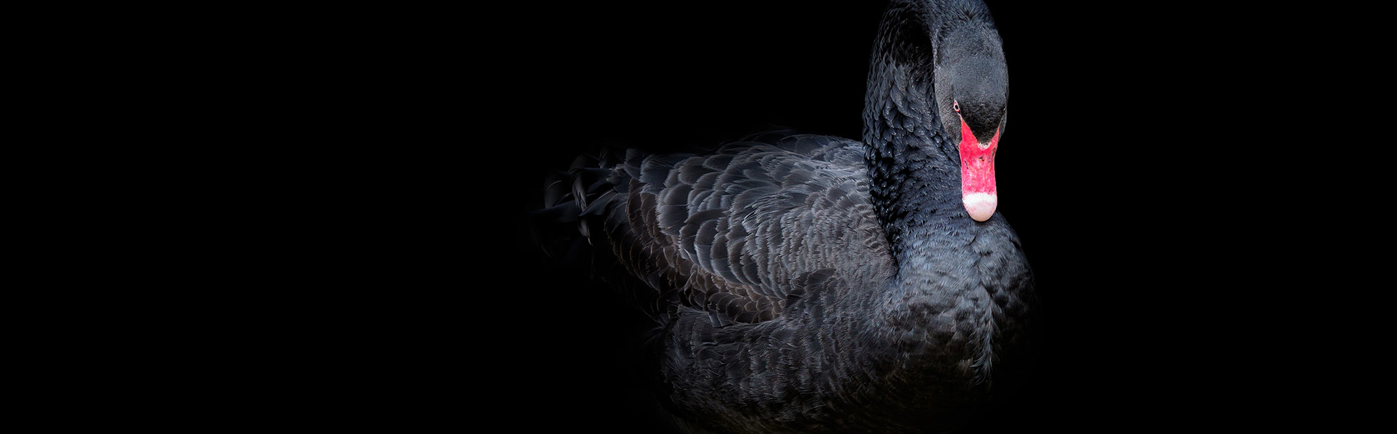 Schwarzer Schwan vor schwarzem Hintergrund