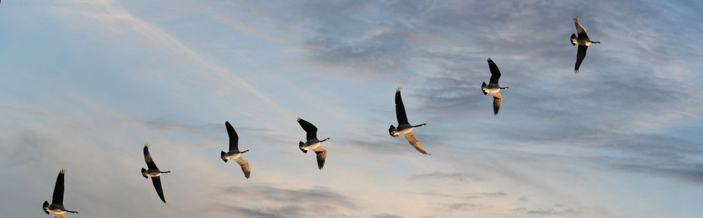 Fliegende Gänse in V-Formation