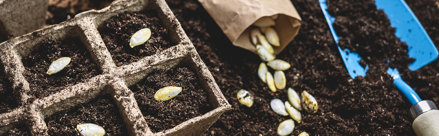Sowing pumpkin seeds in soil