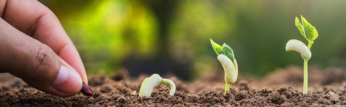 hand planting seeding growing step in garden with sunshine